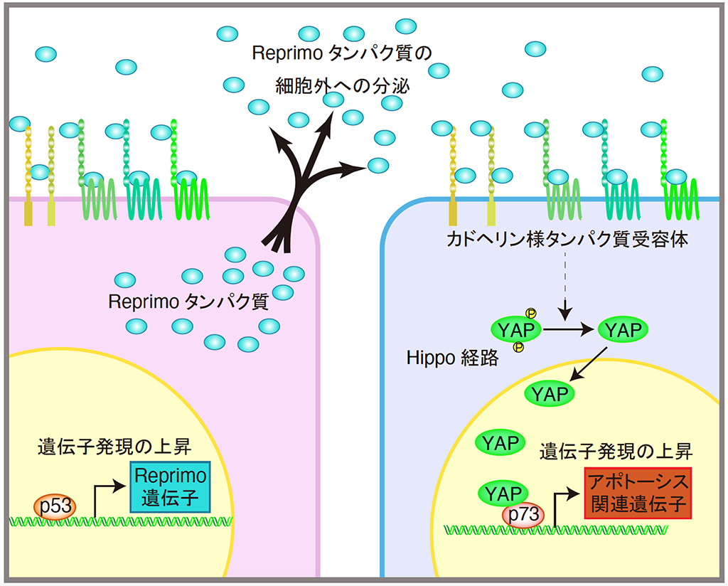 Reprimoタンパク質が細胞外から細胞死を誘導する新規経路を発見 副作用の少ない新薬開発に期待