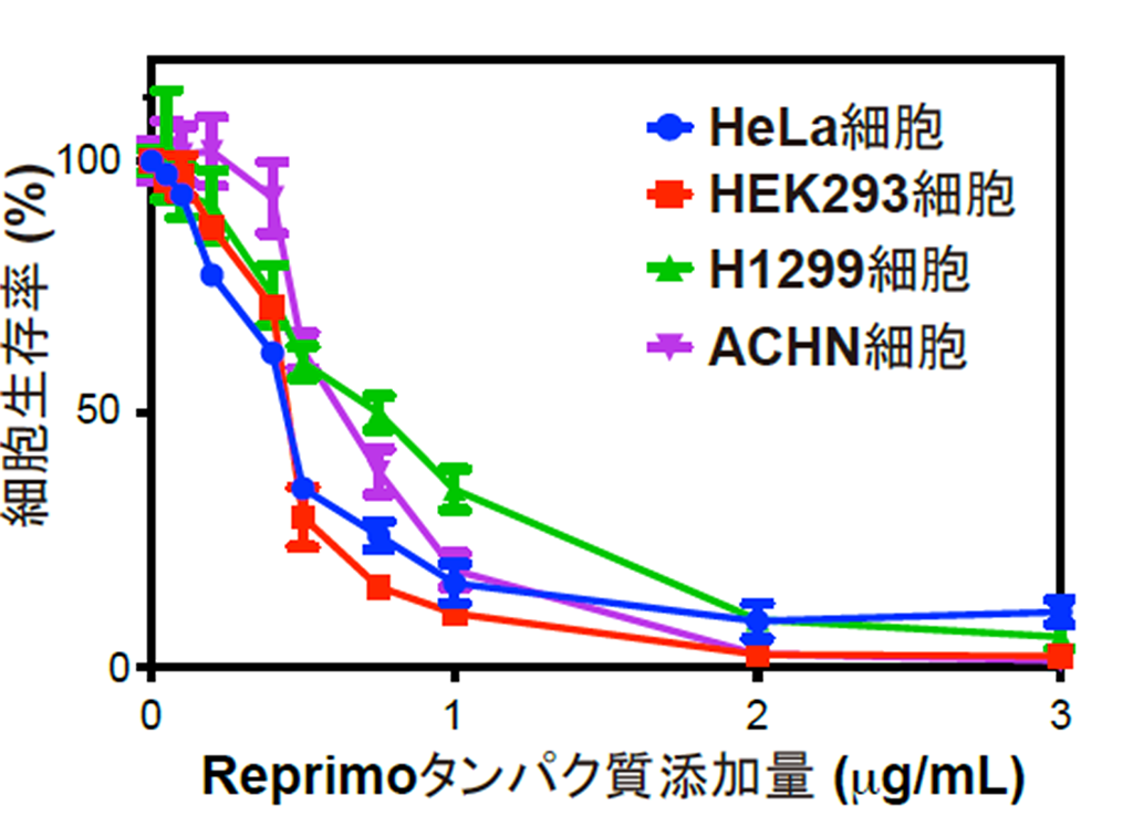 Reprimoタンパク質が細胞外から細胞死を誘導する新規経路を発見 副作用の少ない新薬開発に期待