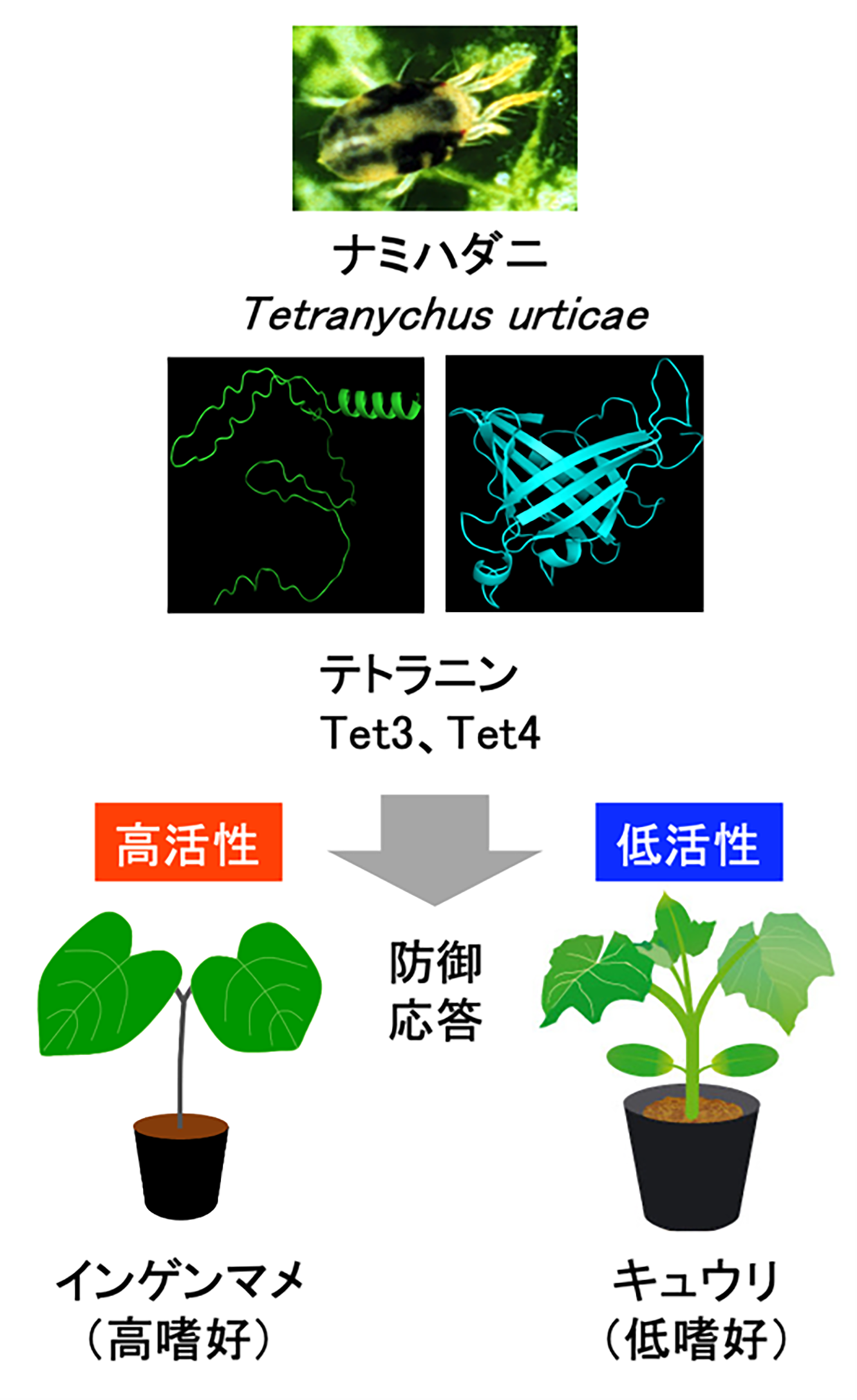 植物の防御応答を制御する新規分子を重要害虫ナミハダニから発見、機能を解明〜農薬を用いない新たな害虫防除技術につながる成果〜