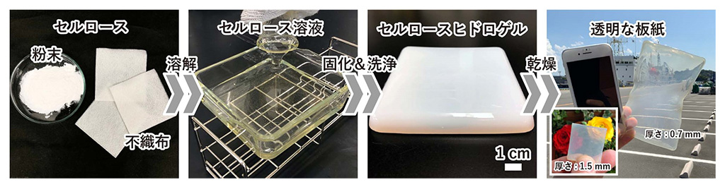 透明な紙コップ!?海にやさしい透明な板紙を開発
―深海プラスチック汚染の要因である包装容器の代替に期待―