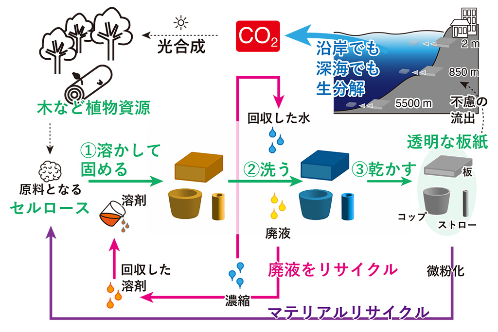 透明な紙コップ!?海にやさしい透明な板紙を開発
―深海プラスチック汚染の要因である包装容器の代替に期待―
