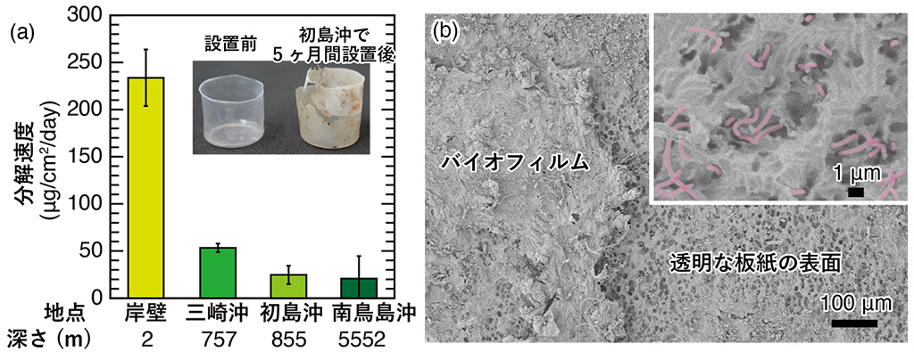 透明な紙コップ!?海にやさしい透明な板紙を開発
―深海プラスチック汚染の要因である包装容器の代替に期待―