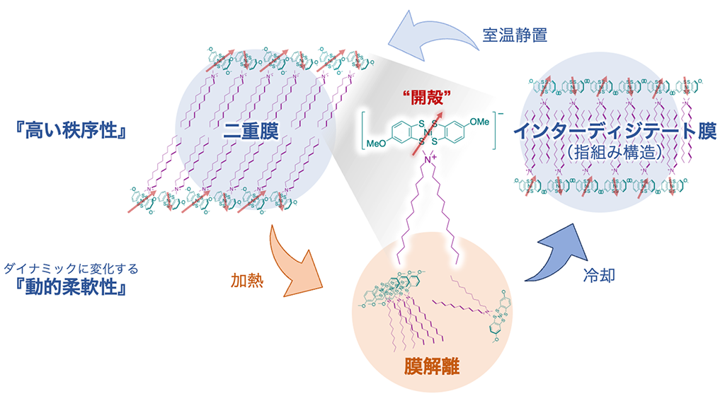 柔軟性と秩序性を両立した新有機常磁性体を開発――フレキシブルデバイスへの応用に期待――