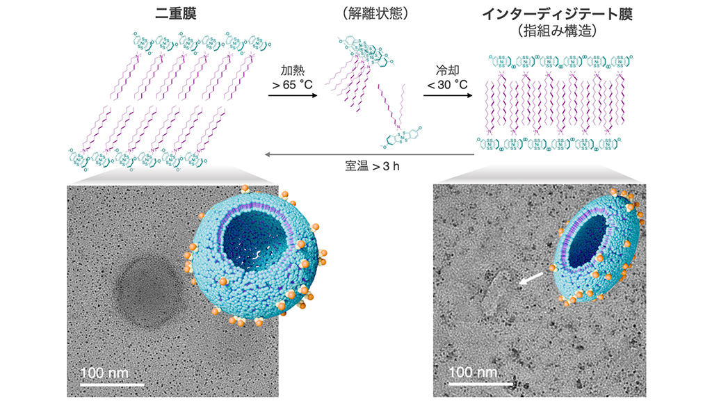柔軟性と秩序性を両立した新有機常磁性体を開発――フレキシブルデバイスへの応用に期待――