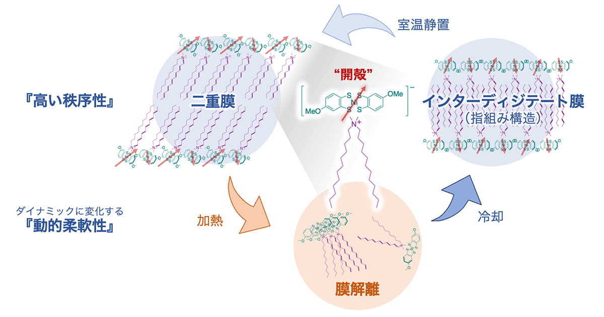 柔軟性と秩序性を両立した新有機常磁性体を開発――フレキシブルデバイス