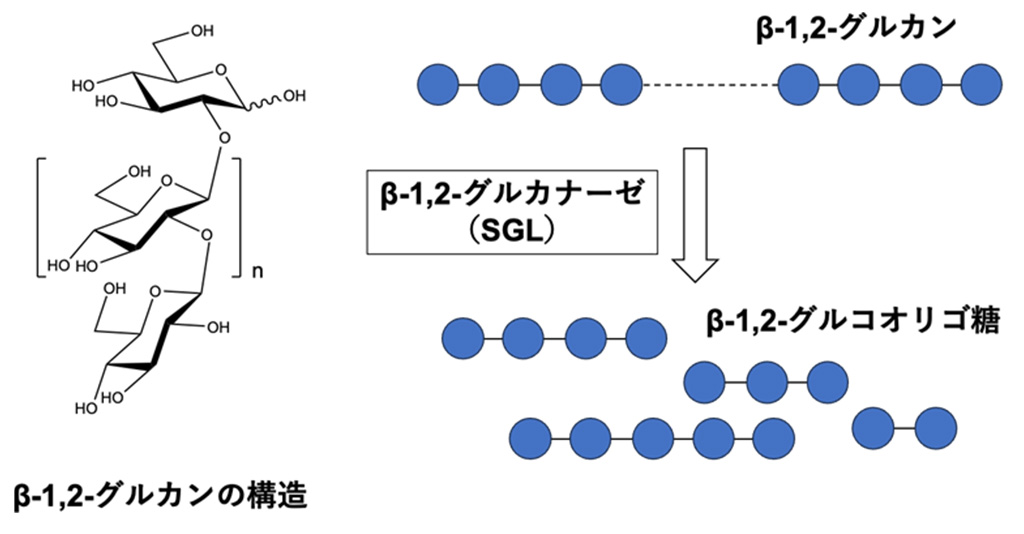 系統的に新規なβ-1,2-グルカナーゼ群の発見～酵素の構造解析・機能解析から解明された分子進化の手がかり～