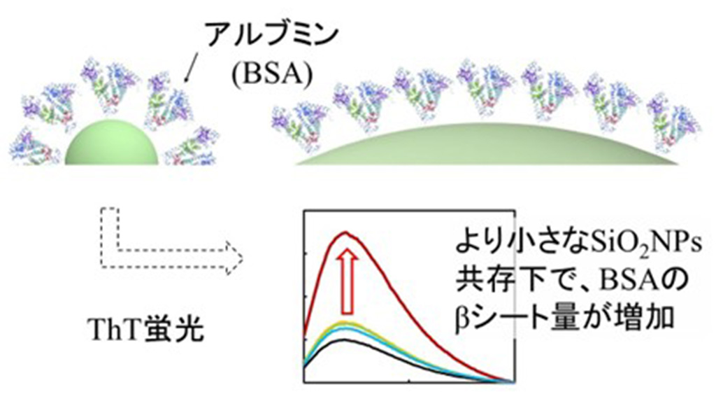 小さいナノ粒子ほどタンパク質二次構造に顕著な影響を与える
~ナノ粒子の医学生物学応用に向けた重要な知見~