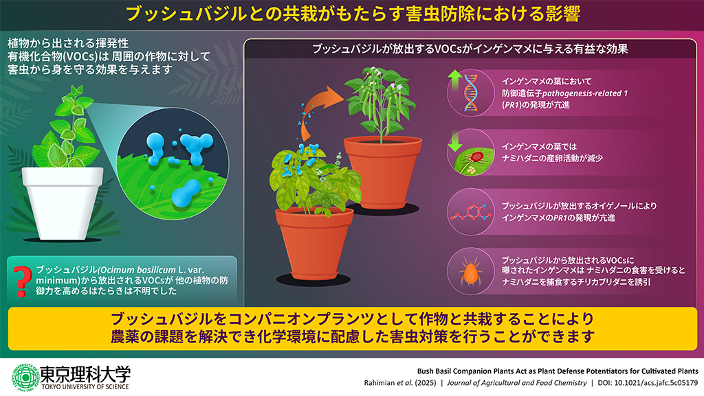 ブッシュバジルとの共栽がもたらす害虫防除における影響