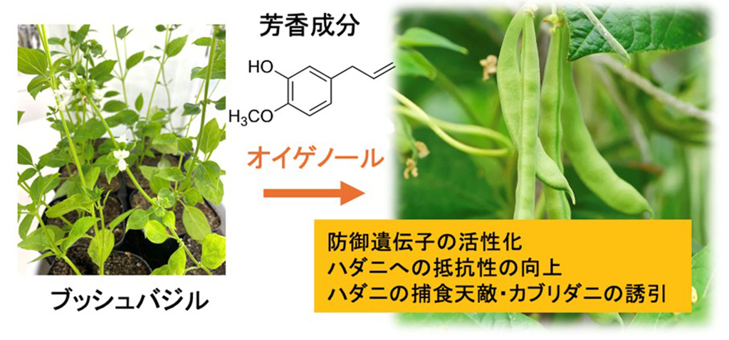 図.ブッシュバジルの芳香成分がインゲンマメに与える効果。
