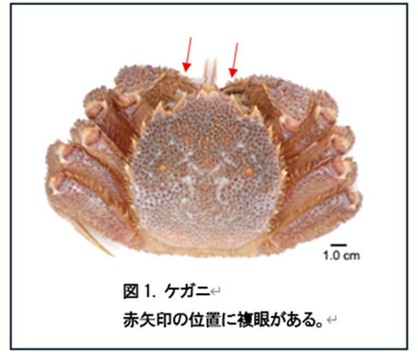 ケガニから血糖値の調節ホルモンを発見!
~ケガニの成長促進・繁殖効率化に向けた新技術の開発へ~