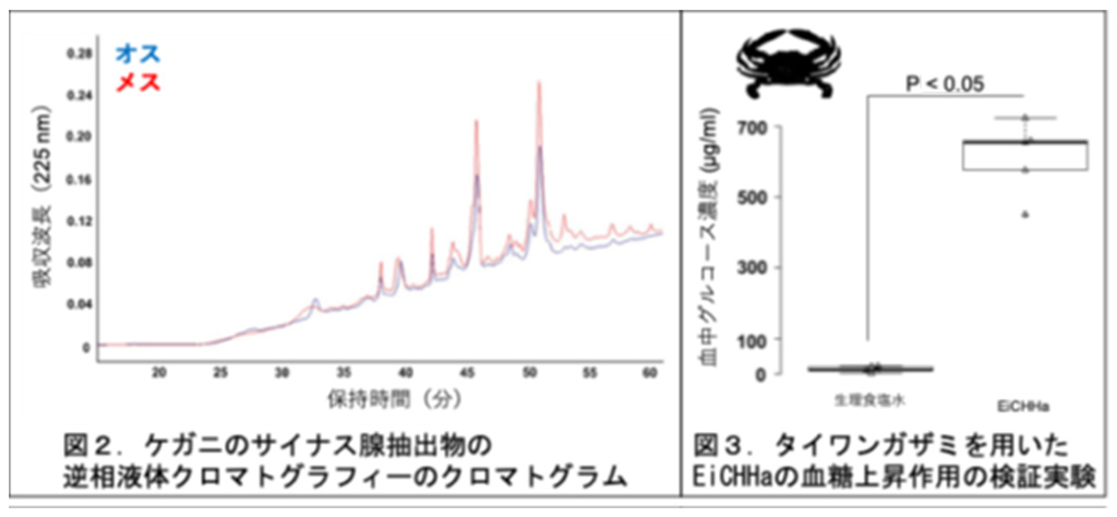 ケガニから血糖値の調節ホルモンを発見!
~ケガニの成長促進・繁殖効率化に向けた新技術の開発へ~