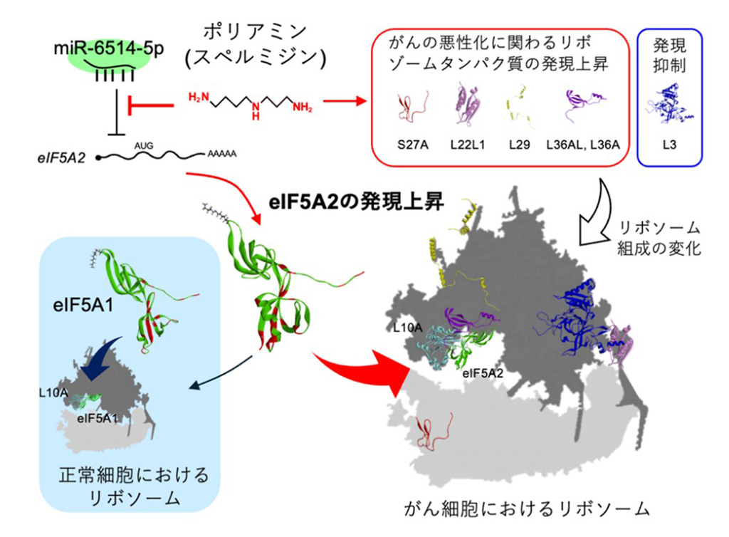 ポリアミンががん細胞の増殖を促進するメカニズムを解明
~がん治療など医療への応用にも期待~