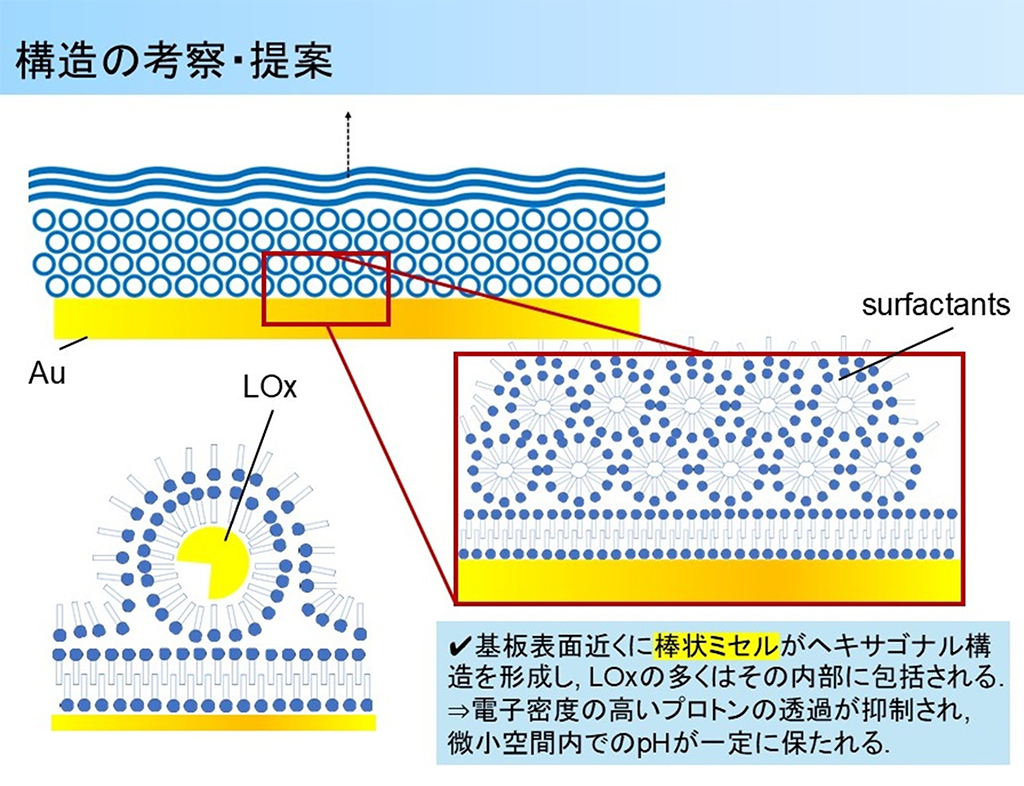 図4 電極表面におけるLOx-スクロースモノラウレートの構造