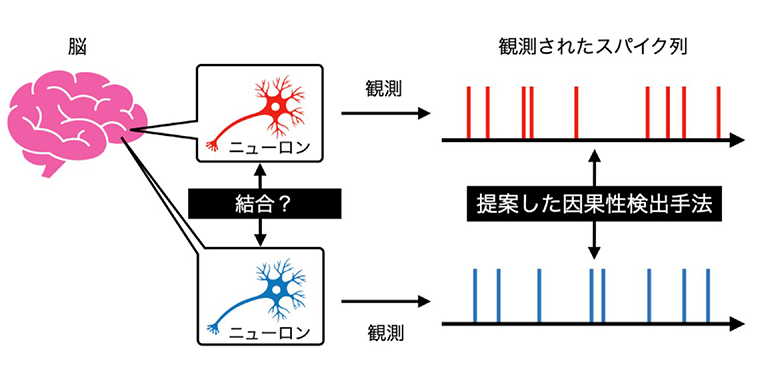 ニューロン間の見えないつながりを明らかに~神経細胞の機能的なつながりを、高精度に検出できる新手法~