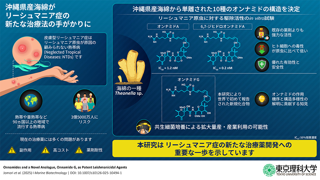 沖縄県の海綿から強力な抗リーシュマニア活性化合物の単離に成功~世界の熱帯・亜熱帯地域に蔓延するリーシュマニア症への新規治療薬開発につながる知見~