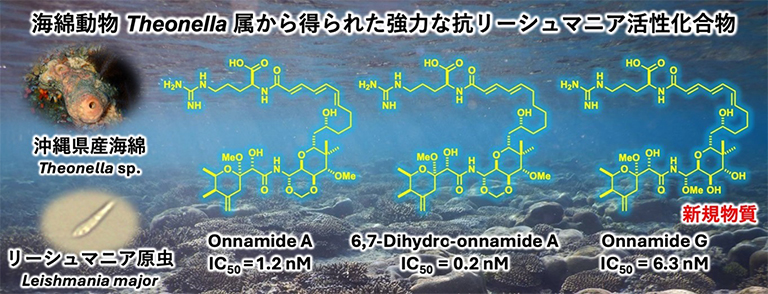 沖縄県の海綿から強力な抗リーシュマニア活性化合物の単離に成功~世界の熱帯・亜熱帯地域に蔓延するリーシュマニア症への新規治療薬開発につながる知見~