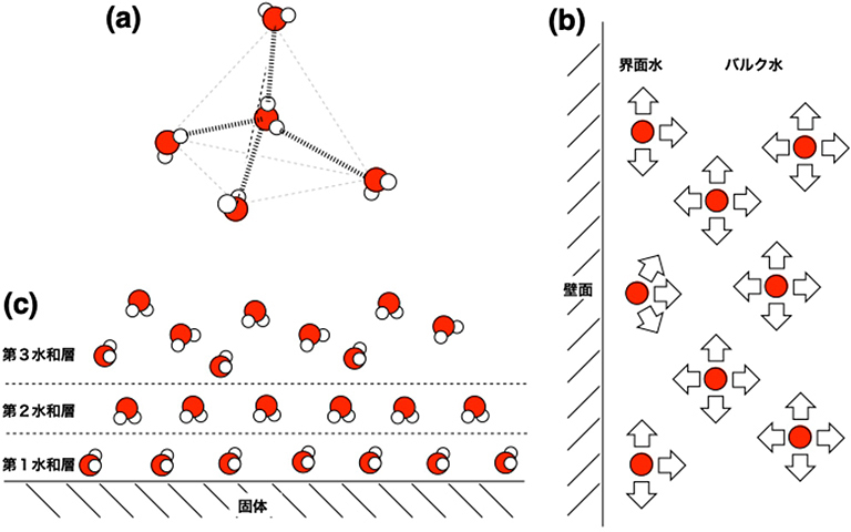 ナノ単結晶細孔に閉じ込められた水の階層性と新しい水の相の性質~固体 ²H NMRの測定でみえること~