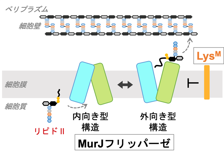 ウイルス由来のペプチドが細菌の生命必須の装置を止める仕組みを解明〜薬剤耐性菌克服への重要な手掛かり〜