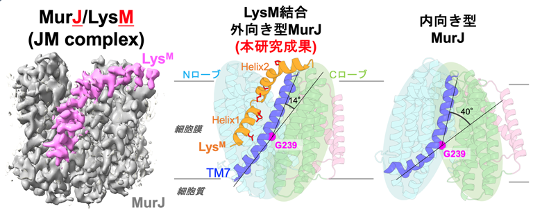 ウイルス由来のペプチドが細菌の生命必須の装置を止める仕組みを解明〜薬剤耐性菌克服への重要な手掛かり〜