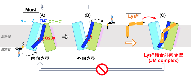 ウイルス由来のペプチドが細菌の生命必須の装置を止める仕組みを解明〜薬剤耐性菌克服への重要な手掛かり〜