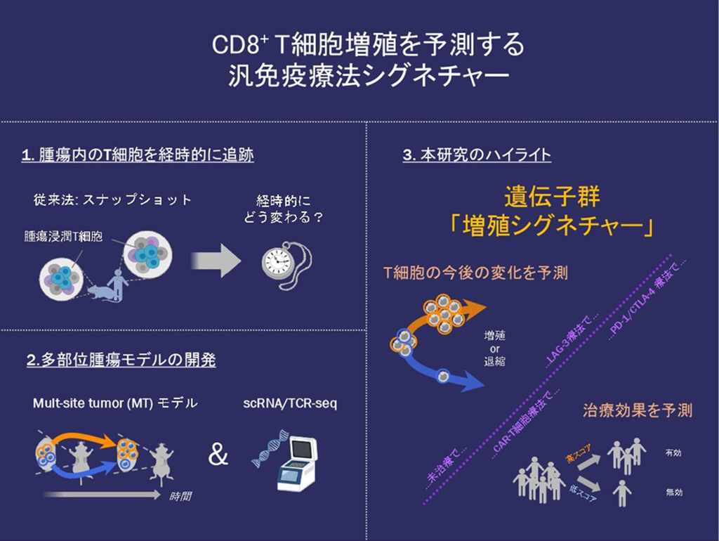 がん免疫療法の治療効果の鍵を握るT細胞増殖を予測する遺伝子群を発見~腫瘍内でのT細胞応答の理解と新たな治療法開発へ重要な知見~