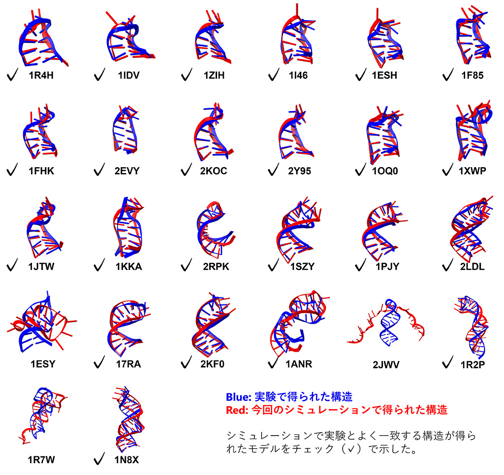RNAステムループの折りたたみダイナミクスを分子動力学シミュレーションで再現～RNAのデザインや創薬分野への応用に期待～