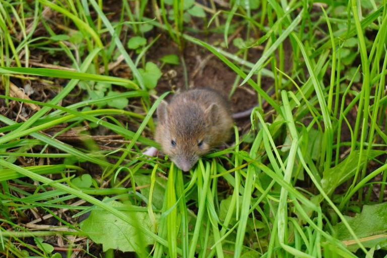 野田キャンパスで「生物多様性講座」を開催（11/1）