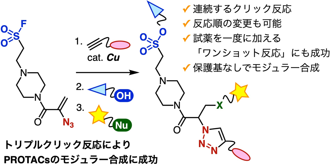 本研究で開発した連続クリック反応の概要