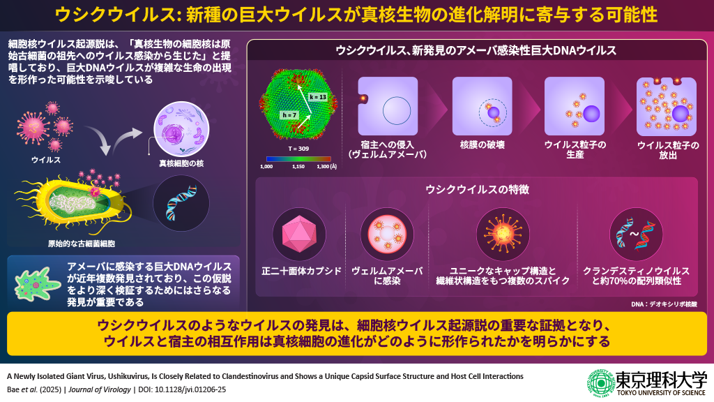 新種の巨大ウイルス「ウシクウイルス」を茨城県牛久沼から発見～ユニークなカプシド構造をもち、宿主細胞を肥大化させる新ウイルス、真核生物の進化の謎を解く鍵に～