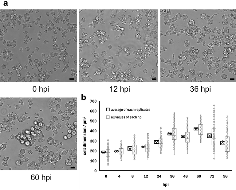 新種の巨大ウイルス「ウシクウイルス」を茨城県牛久沼から発見～ユニークなカプシド構造をもち、宿主細胞を肥大化させる新ウイルス、真核生物の進化の謎を解く鍵に～