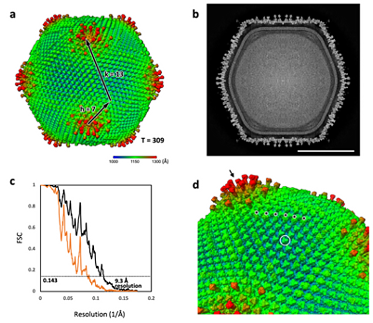 新種の巨大ウイルス「ウシクウイルス」を茨城県牛久沼から発見～ユニークなカプシド構造をもち、宿主細胞を肥大化させる新ウイルス、真核生物の進化の謎を解く鍵に～