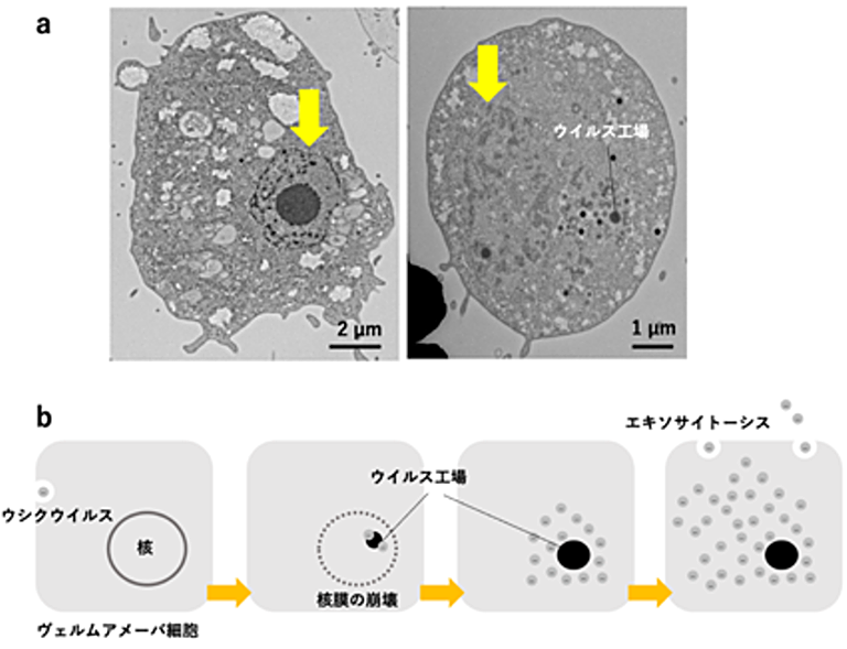 新種の巨大ウイルス「ウシクウイルス」を茨城県牛久沼から発見～ユニークなカプシド構造をもち、宿主細胞を肥大化させる新ウイルス、真核生物の進化の謎を解く鍵に～
