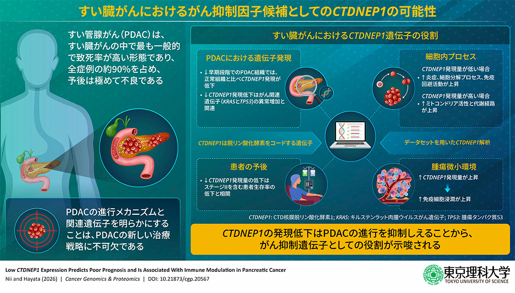 すい臓がんの進行を抑える可能性のある遺伝子を発見～『沈黙のがん』すい臓がんの早期診断や治療に光～
