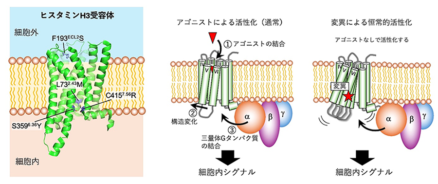 ヒスタミンH₃受容体の恒常的活性を制御する構造決定因子を解明～GPCR研究の進展と新たな神経疾患治療薬開発に一歩前進～