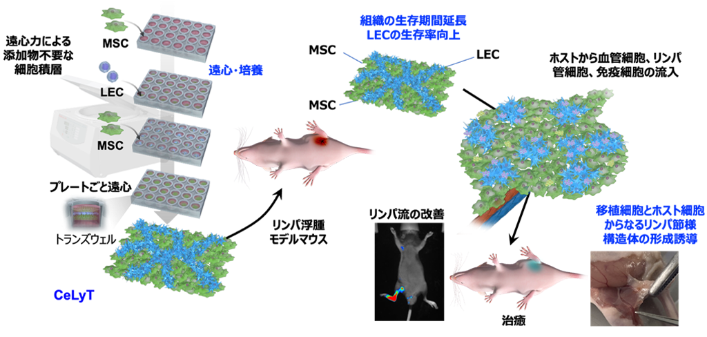 本研究の概要. 遠心力を利用した細胞積層技術によって作製したCeLyTはマウスに長期間生着し、リンパ節の形成を誘導した. 
