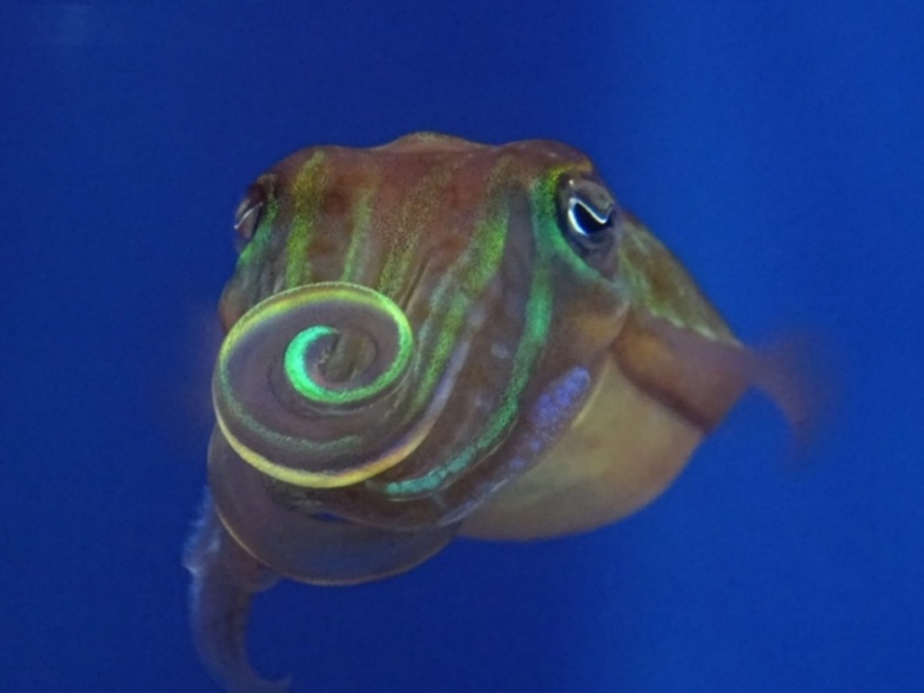 エゾハリイカの雄。求愛で使われる雄特有の長い腕が頭の前で巻かれている。