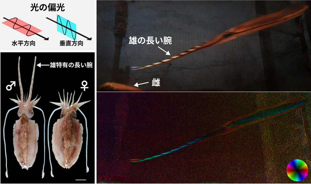 図1：エゾハリイカの雄による偏光模様を使った求愛