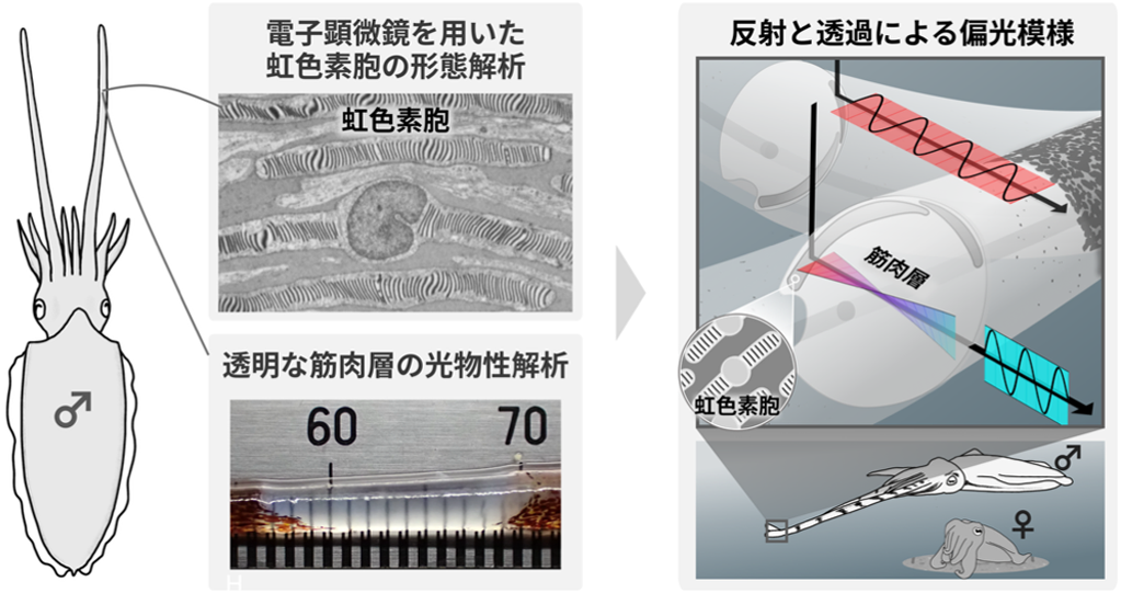 図2：求愛の偏光模様のメカニズム解析フローと解明されたメカニズム