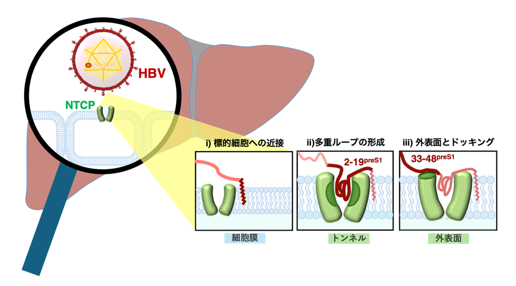 図１ B型肝炎ウイルス (HBV) による標的肝細胞の多段階認識機構