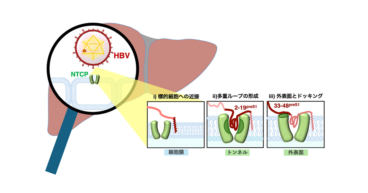 B型肝炎ウイルスが肝臓の受容体を認識するユニークな段階的相互作用を
