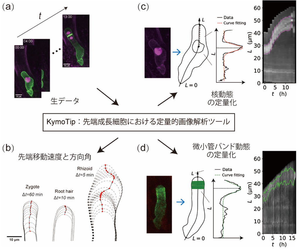 図1：KymoTipによる先端成長細胞の定量的画像解析の概要