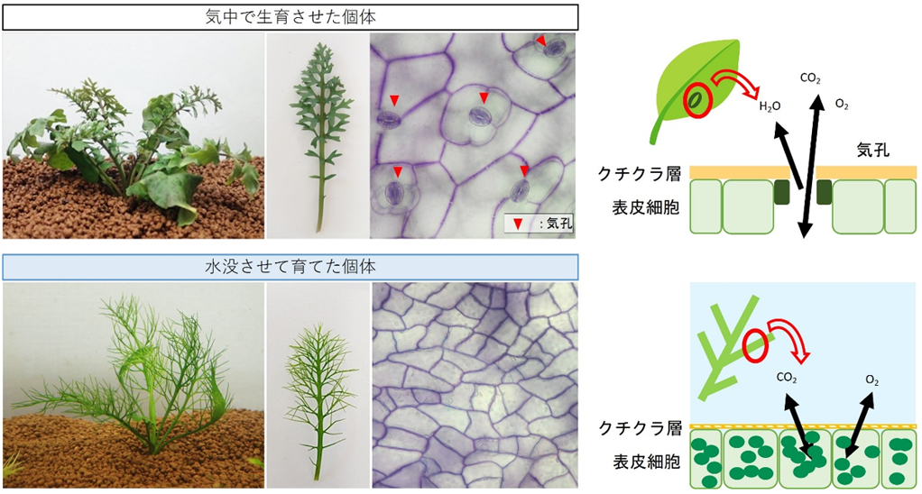 図1 水陸両生植物Rorippa aquaticaの水没応答