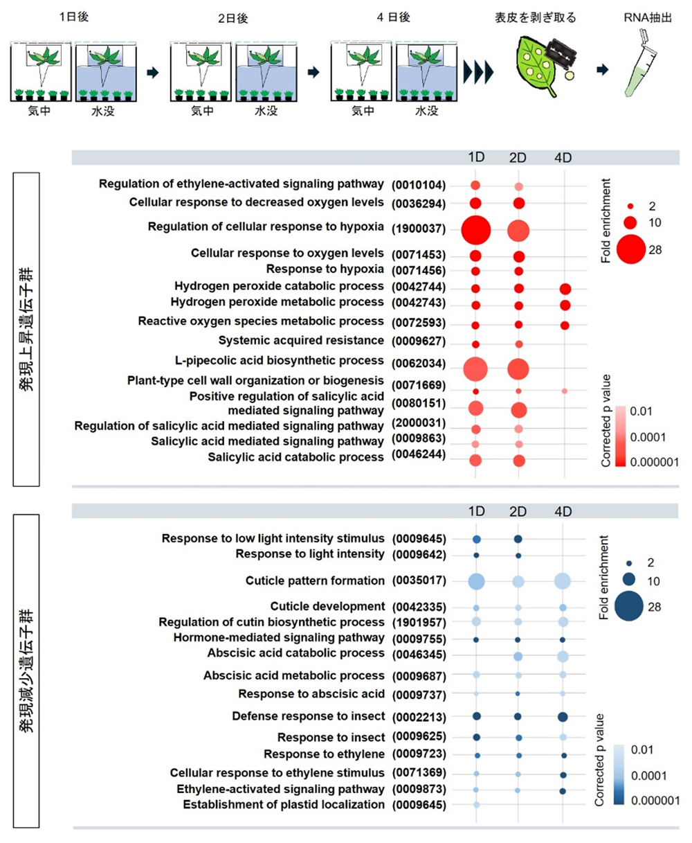 図3 Hi-C法による染色体レベルのゲノム解読