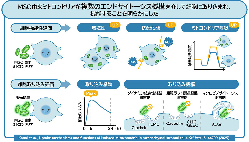 単離したミトコンドリアは別の細胞に取り込まれ、細胞のはたらきを高める