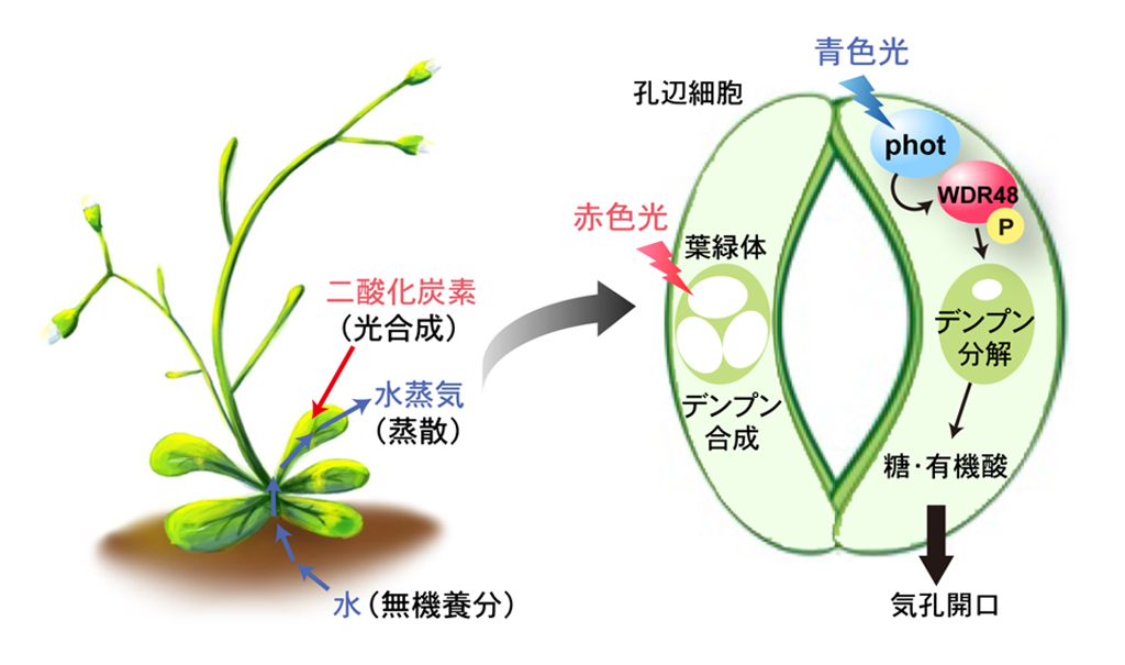 植物が青色光でデンプンを分解し気孔を開く仕組みを解明