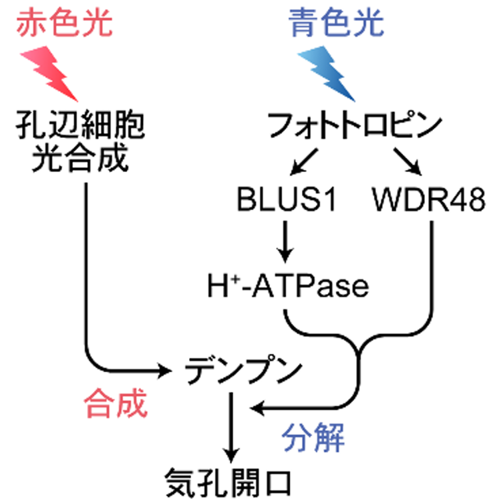 図4:赤色光によるデンプン合成と青色光によるデンプン分解を介した気孔開口の相乗的制御モデル