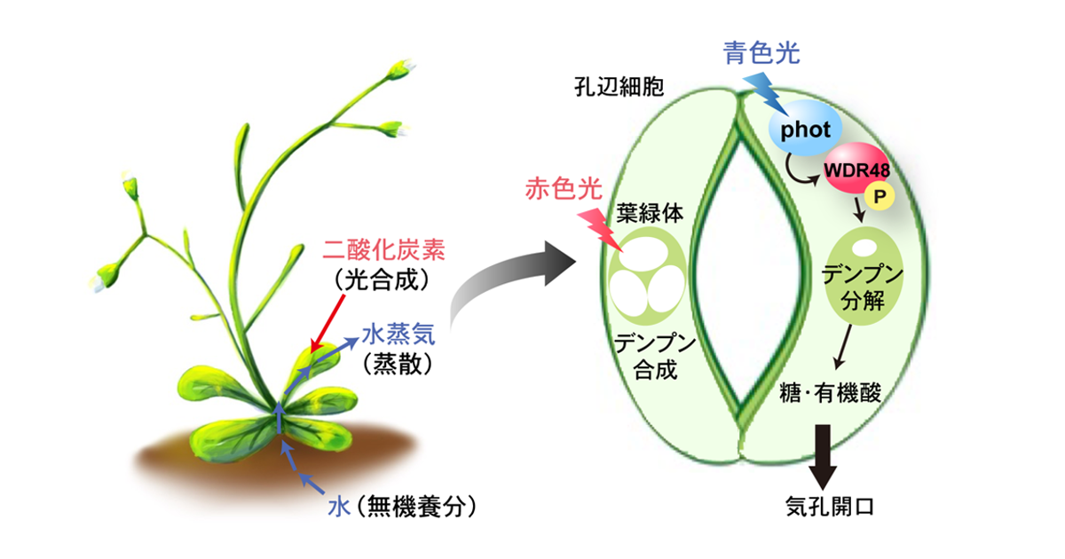 植物が青色光でデンプンを分解し気孔を開く仕組みを解明−青色光受容体