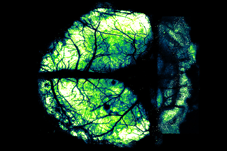 髙橋 泰伽 客員研究員がNIKON JOICO AWARD 優秀賞を受賞