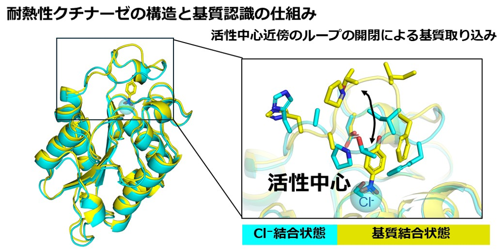 本研究で示唆された Chaetomium thermophilum 由来のクチナーゼの立体構造