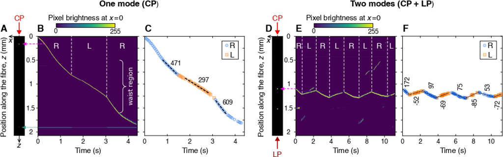 ナノ光ファイバー上のナノ粒子のエバネッセント光による輸送実験